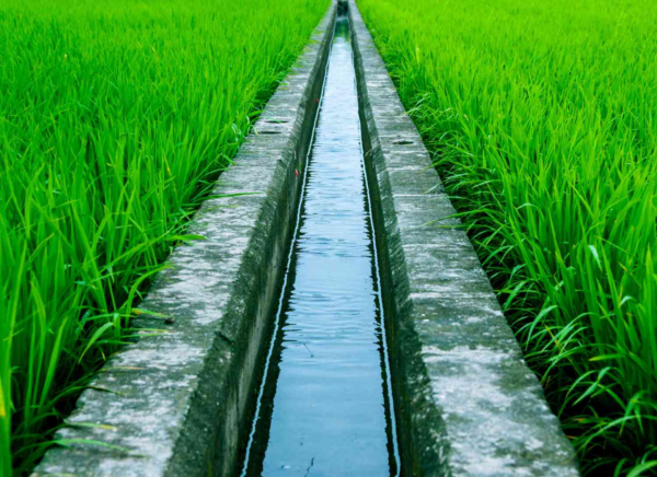 Irrigation and Its Types: Sustaining Agriculture for a Thriving Future